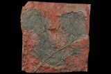 Silurian Fossil Crinoid (Scyphocrinites) Plate - Morocco #134257-1